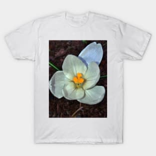 White Crocus - Early Spring - Flower T-Shirt